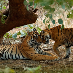 Delhi – Best Wildlife Rajasthan Tour (India)